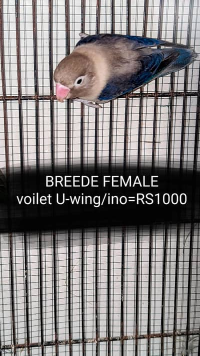 ino palefallow splits pf  java pied dove