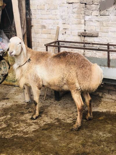 Turkish And Balkhe Dumbe For Sale. . .