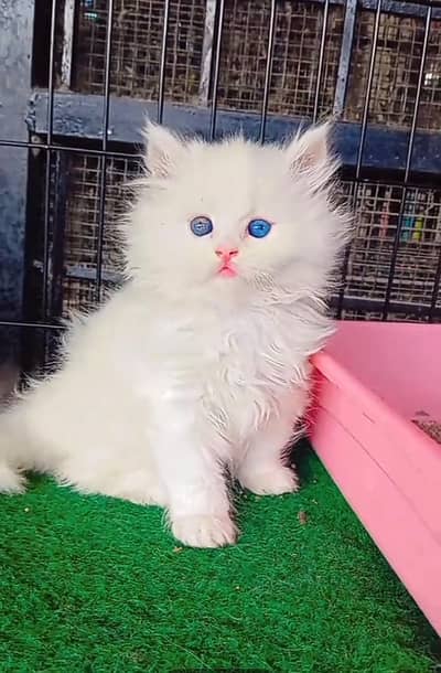 Persian Cats & Kittens for Sale may WhatsApp  03126762031