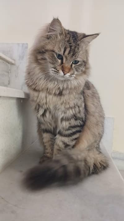 Siberian Cat for sell