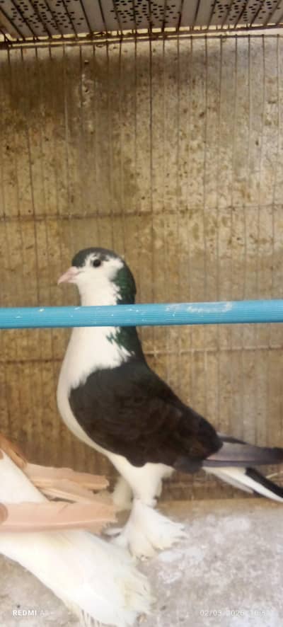 batreen sahrazi king size full mast pair