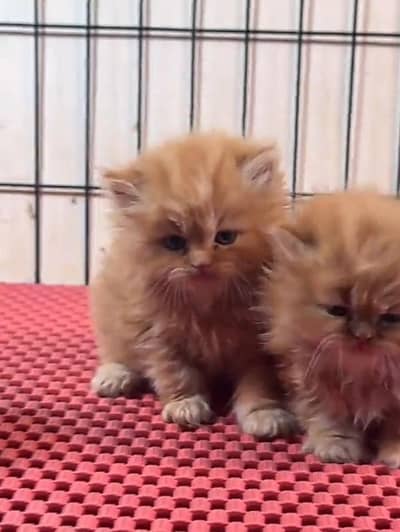 Persian Cats & Kittens for Sale may WhatsApp  03126762031