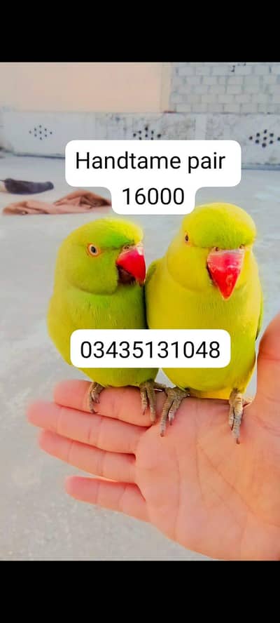 Green ringneck parrots handtame pair
