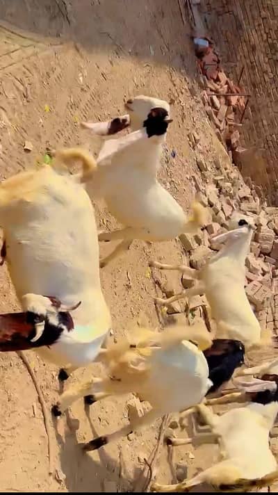 Gulabi bakra | goats | rajanpuri|khasi bakry | qurbani 2026