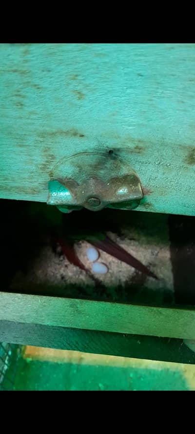 conure breeder pairs