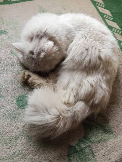  Persian Male White Cat for Mating – Lahore (Valencia)