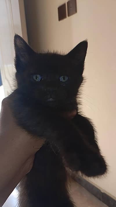 semi person for sale