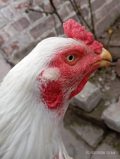 pair Urgent for sale