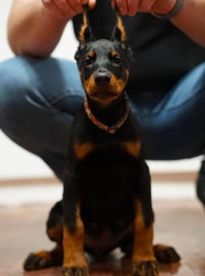 imported Doberman puppy for sale