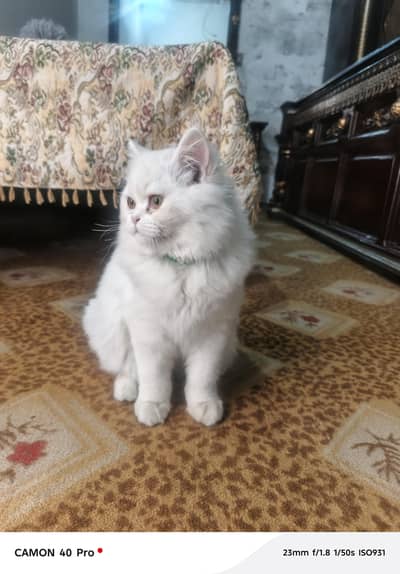 American cats for sell