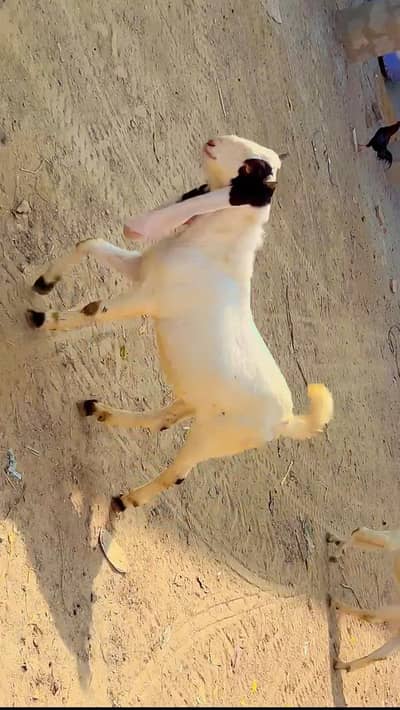 bakry for qurbani| gulabi cross| khassi bakry|qurbani 2026