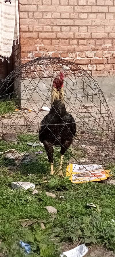 jis bhai ny layna ha rabta karo