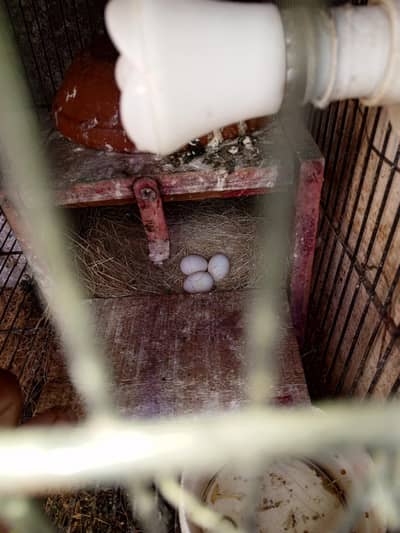 Breedar pair with DNA .