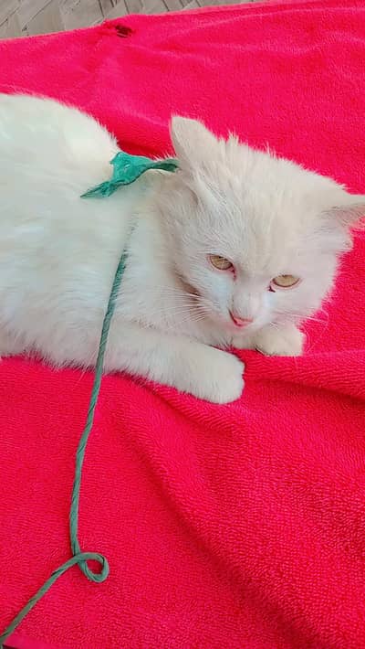Persian cat female white colour