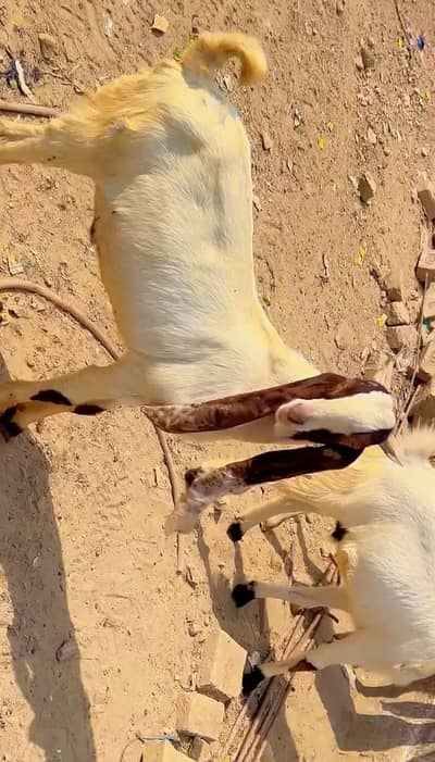 bakry for qurbani | gulabi cross bakry | rajanpuri bakry |qurbani26