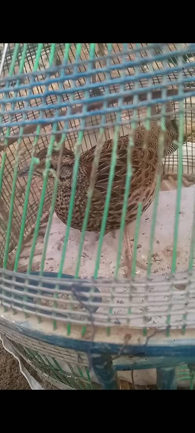 Sindhi Lakki Pathiii For Sale