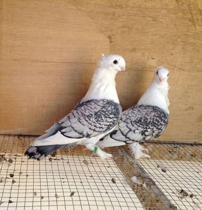 sentient bredar pair sale