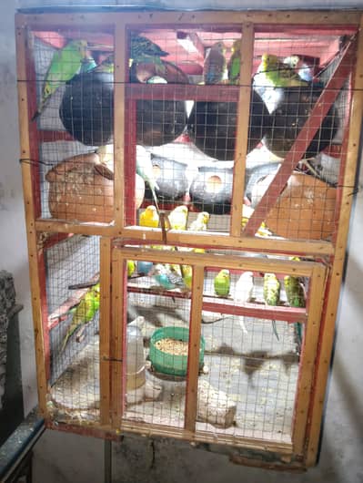 Australian red eyes,red eyes split, rainbow