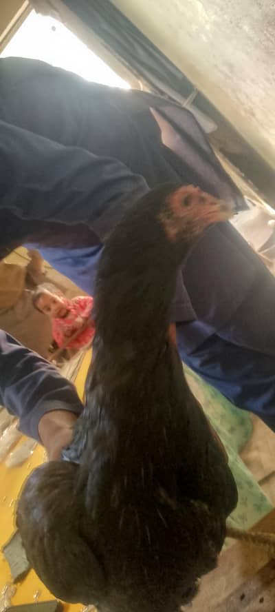 aseel murgi contact number 03142322541