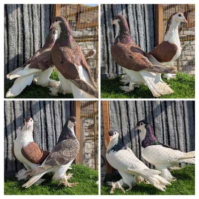 lahori sherazi Breder pairs