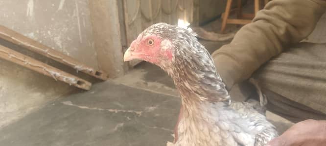 arjent sell 03142322541