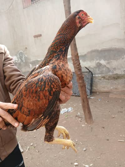 mianwali breeder murgi for sale