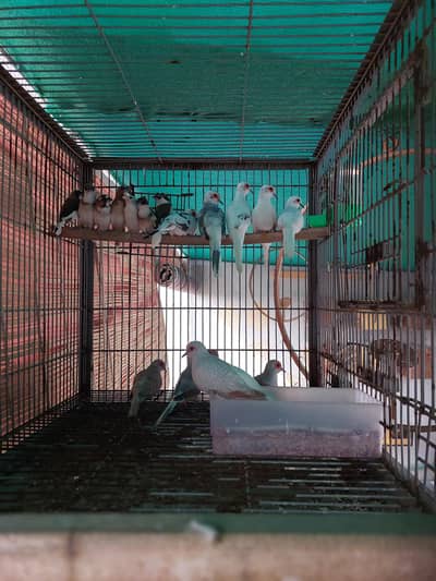 Birds For URGENT Sale (java, benglies, doves, cocktail & lovebirds