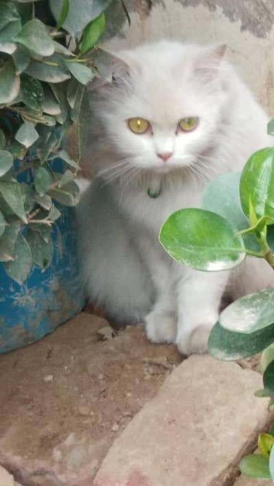 persian cat. . white cat . . tripple coat
