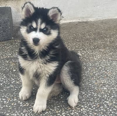 Siberian husky puppies blue eyes wooly coat and healthy active