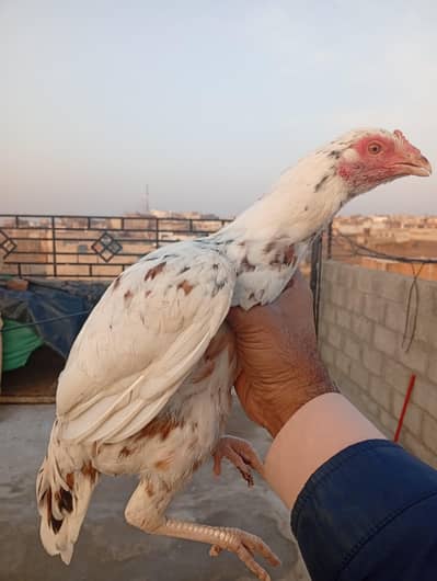 Jaga na hone ki Waja se for sale hai Sath may 2 morgha b hai. . a