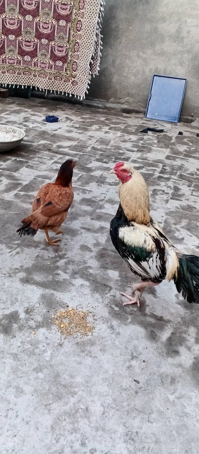 aseel pair 0
