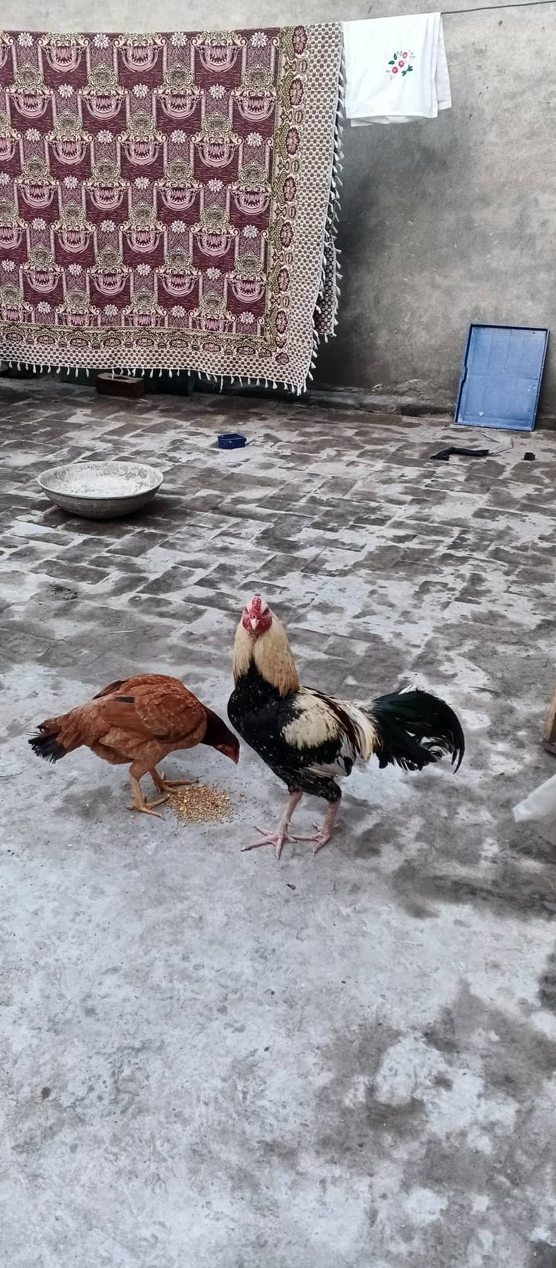 aseel pair 1