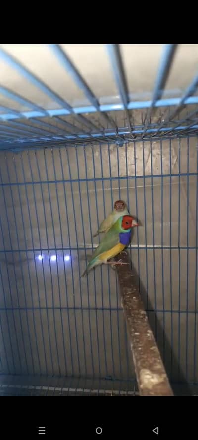 Masha Allah Gouldian Pair