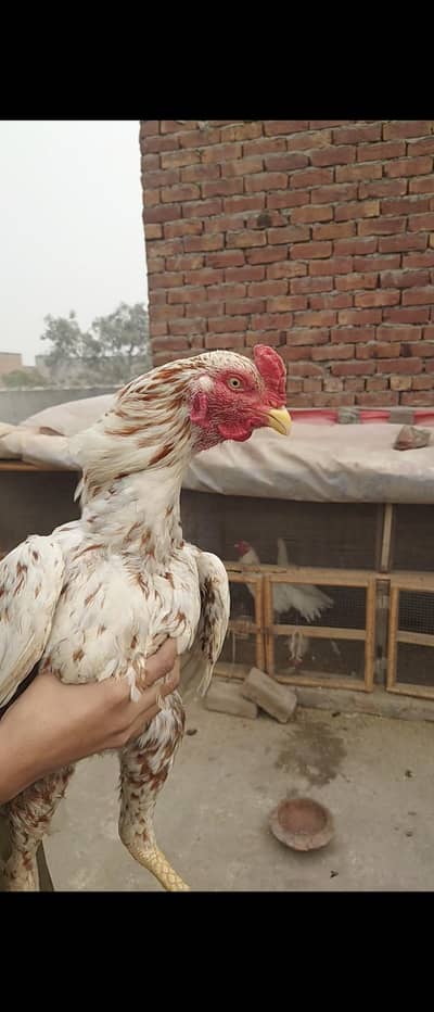 Mianwali Aseel Breader