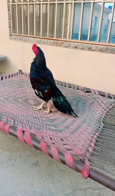 high quality lassani for sale