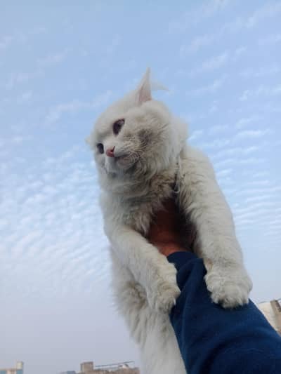 Persian Triple coat male