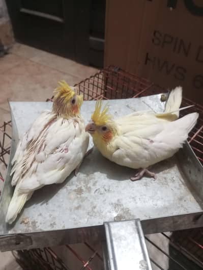 common white red eyes chicks