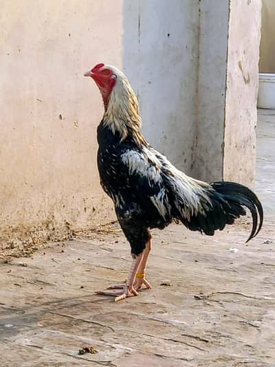 Aeel Jawa murga And Heera Aseel Chiks