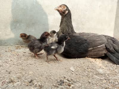 Heera Aseel Chiks and Lohman  Bown and Aseel Hen with Chiks