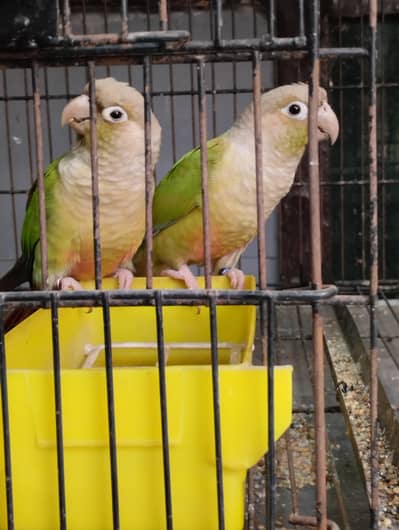 pineapple conure breeder pair - 03214382921