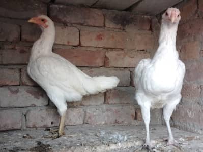 Heera Aseel Murgi for sale
