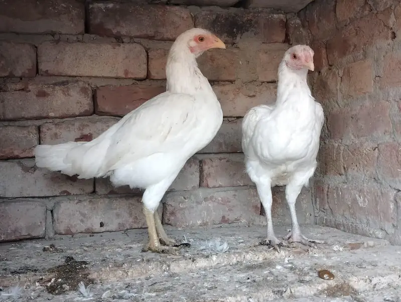 Heera Aseel Murgi for sale — photo 2