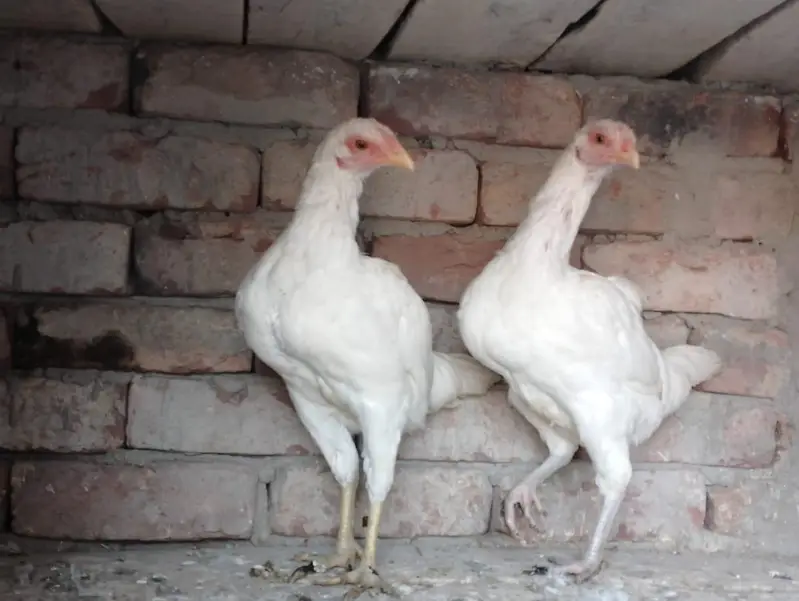 Heera Aseel Murgi for sale — photo 3