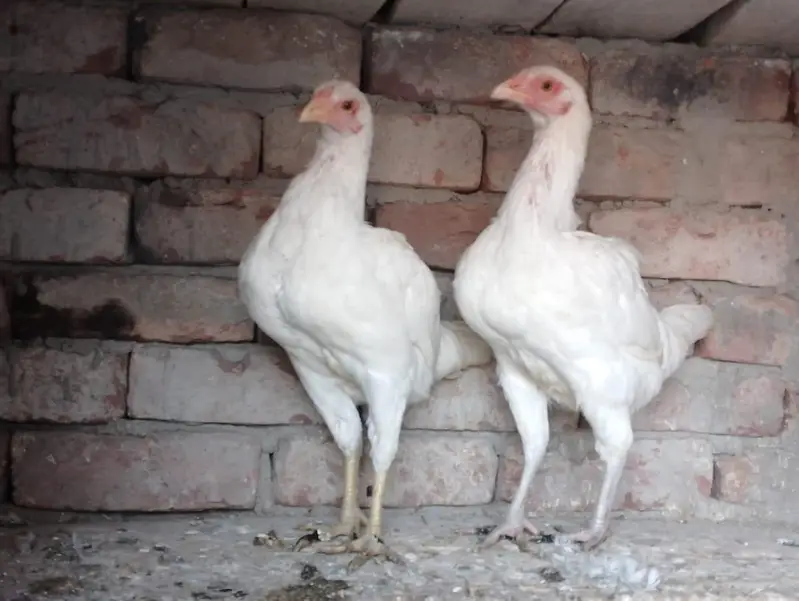 Heera Aseel Murgi for sale — photo 4