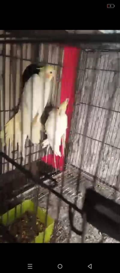 3 cocktail pair & 2 common whit female for sale