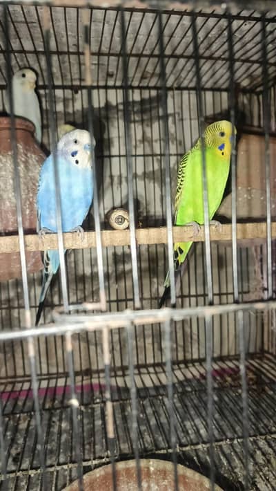 boht he piary  or khudsorat  birds ha