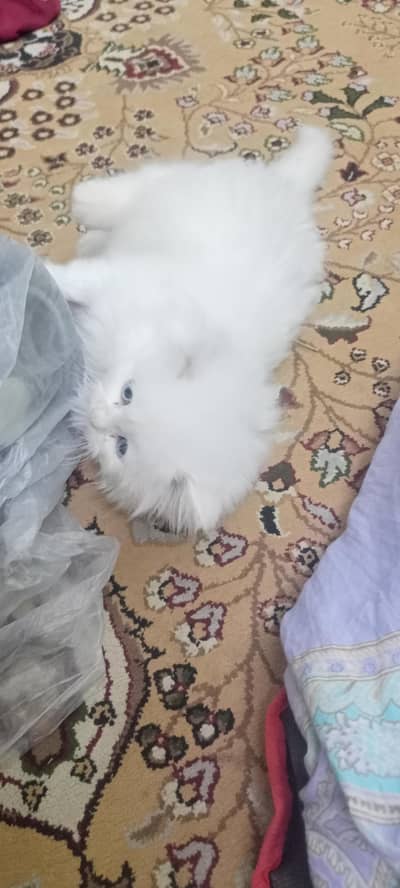 semi punch face persian triple coat