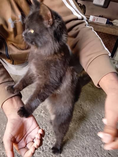 cat beautiful 0/3/3/1/4/0/4/0/9/3/9