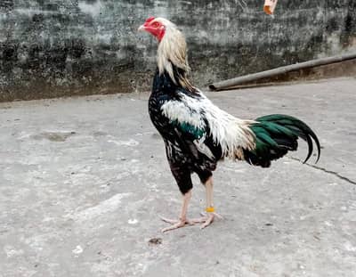 HEERA ASEEL Chiks And jawa aseel male And Loham Brown