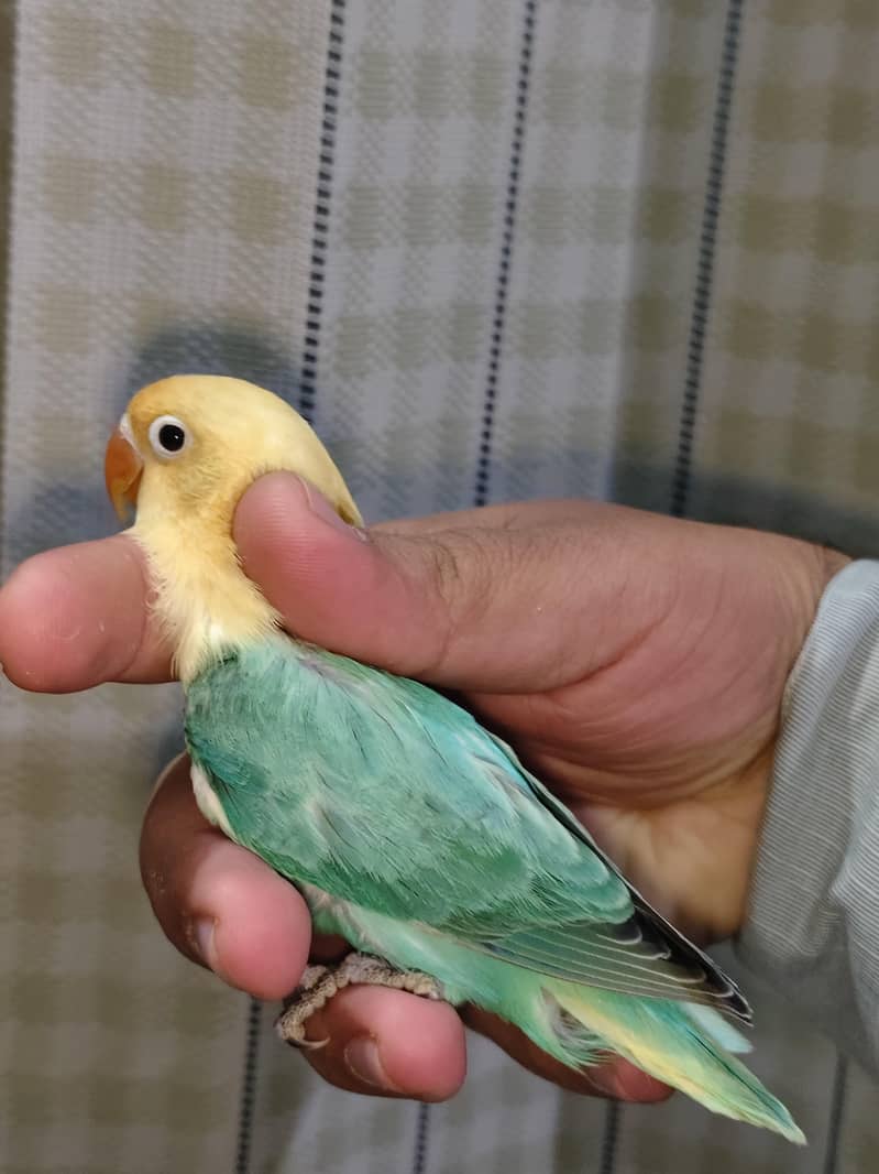 Possible split pale fallow chicks 2